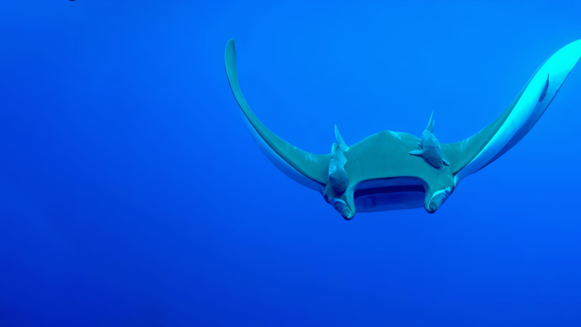 фильм Азорские острова: Акулы, киты, манты 2012