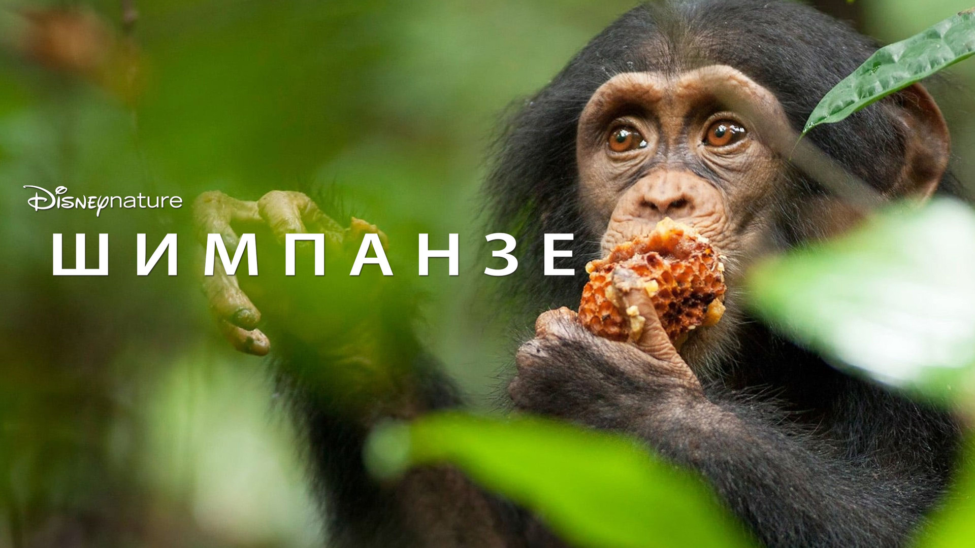 Прекрасный шимпанзе вкусная салями