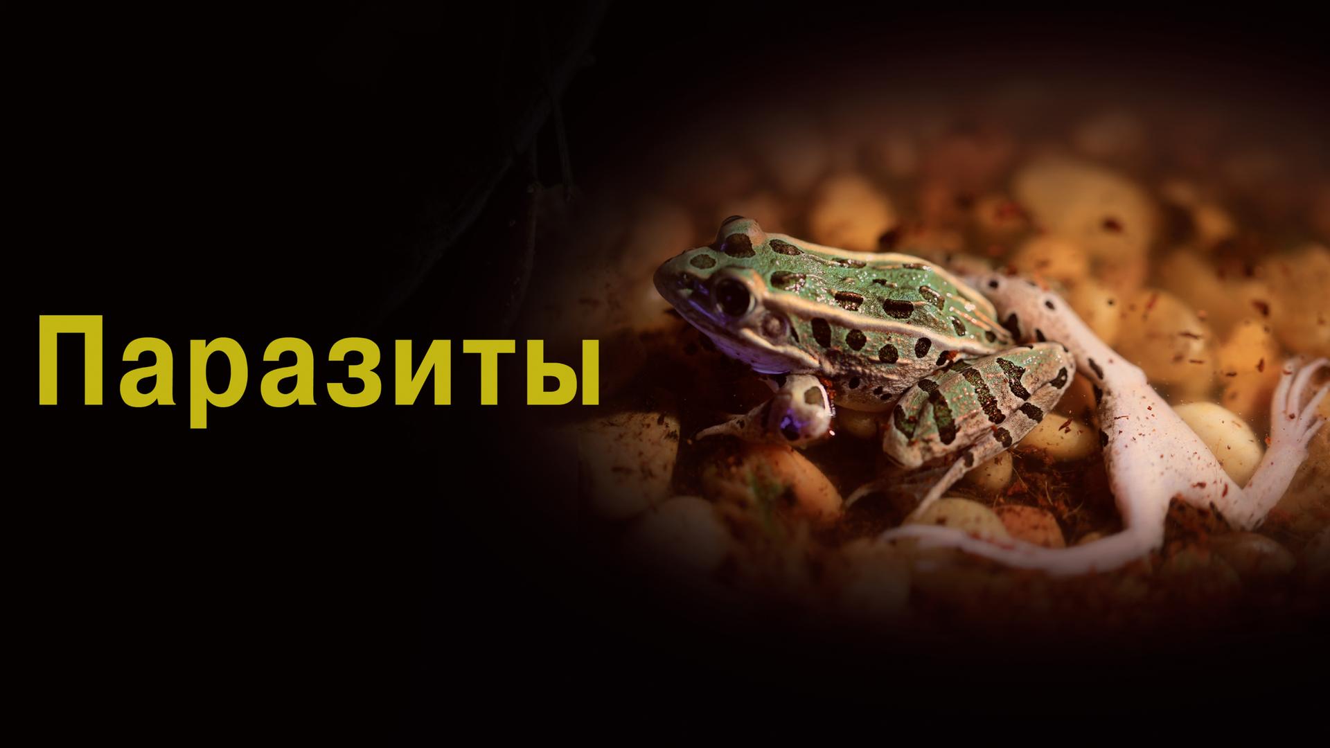 Паразиты
