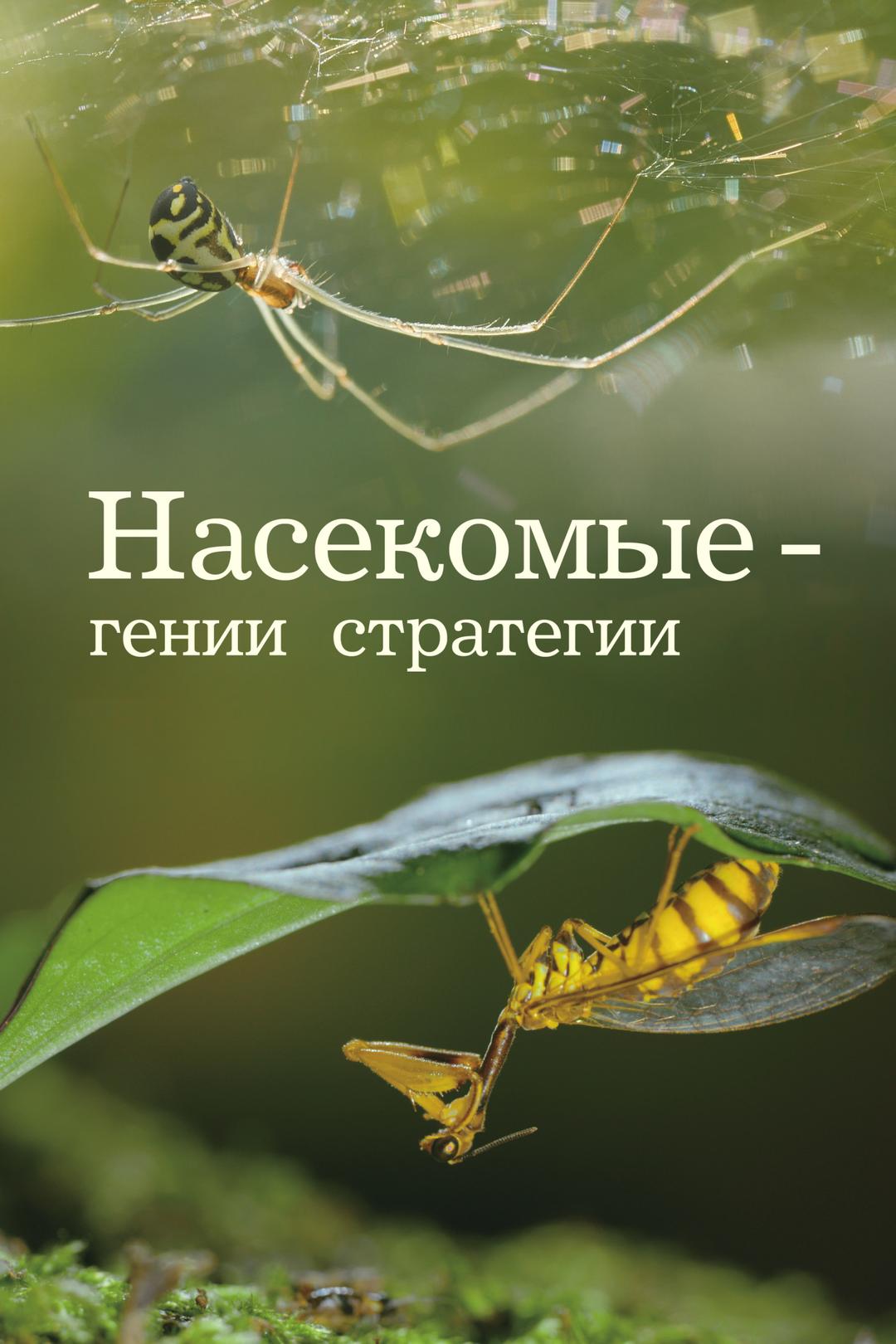 Насекомые — гении стратегии