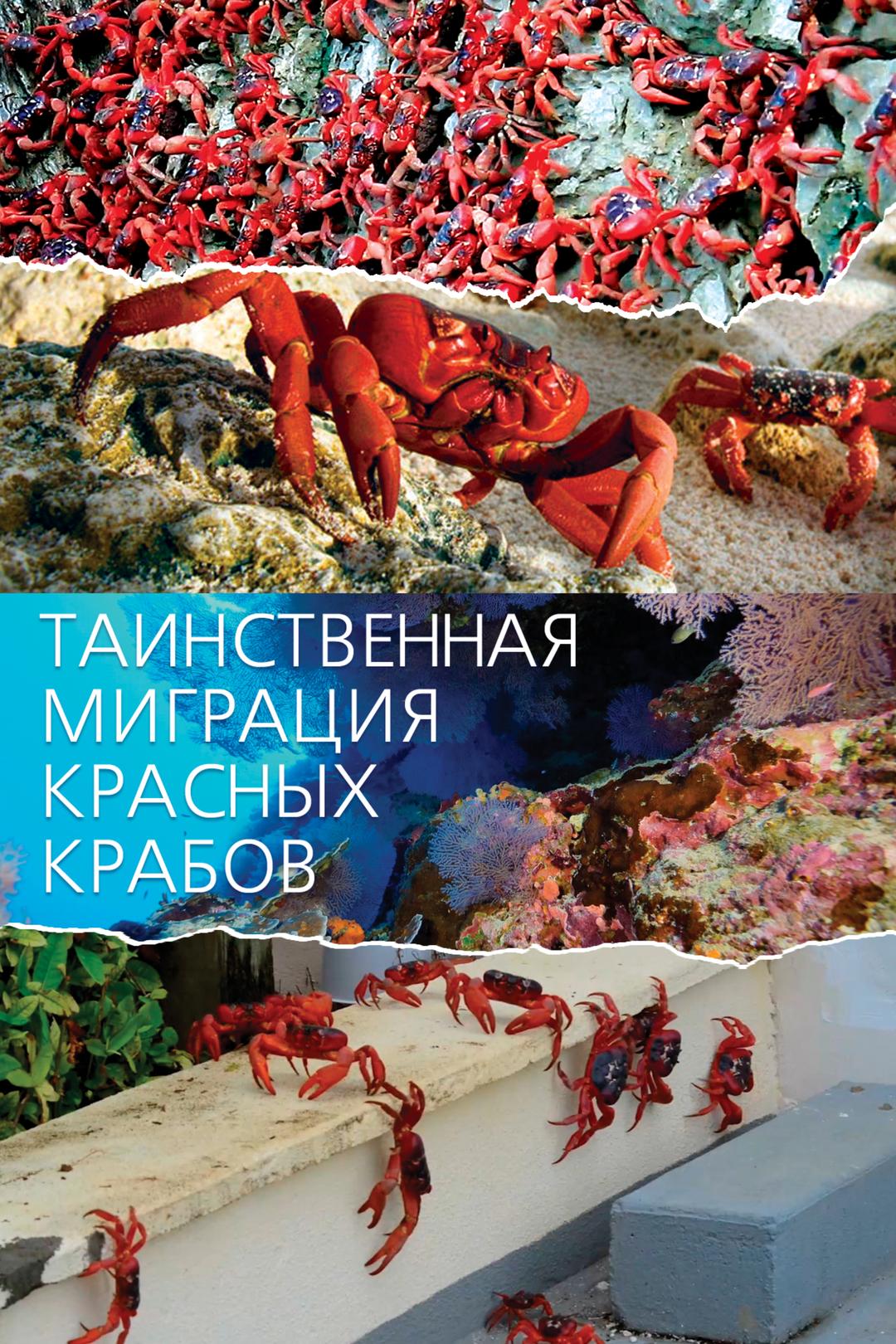 Таинственная миграция красных крабов