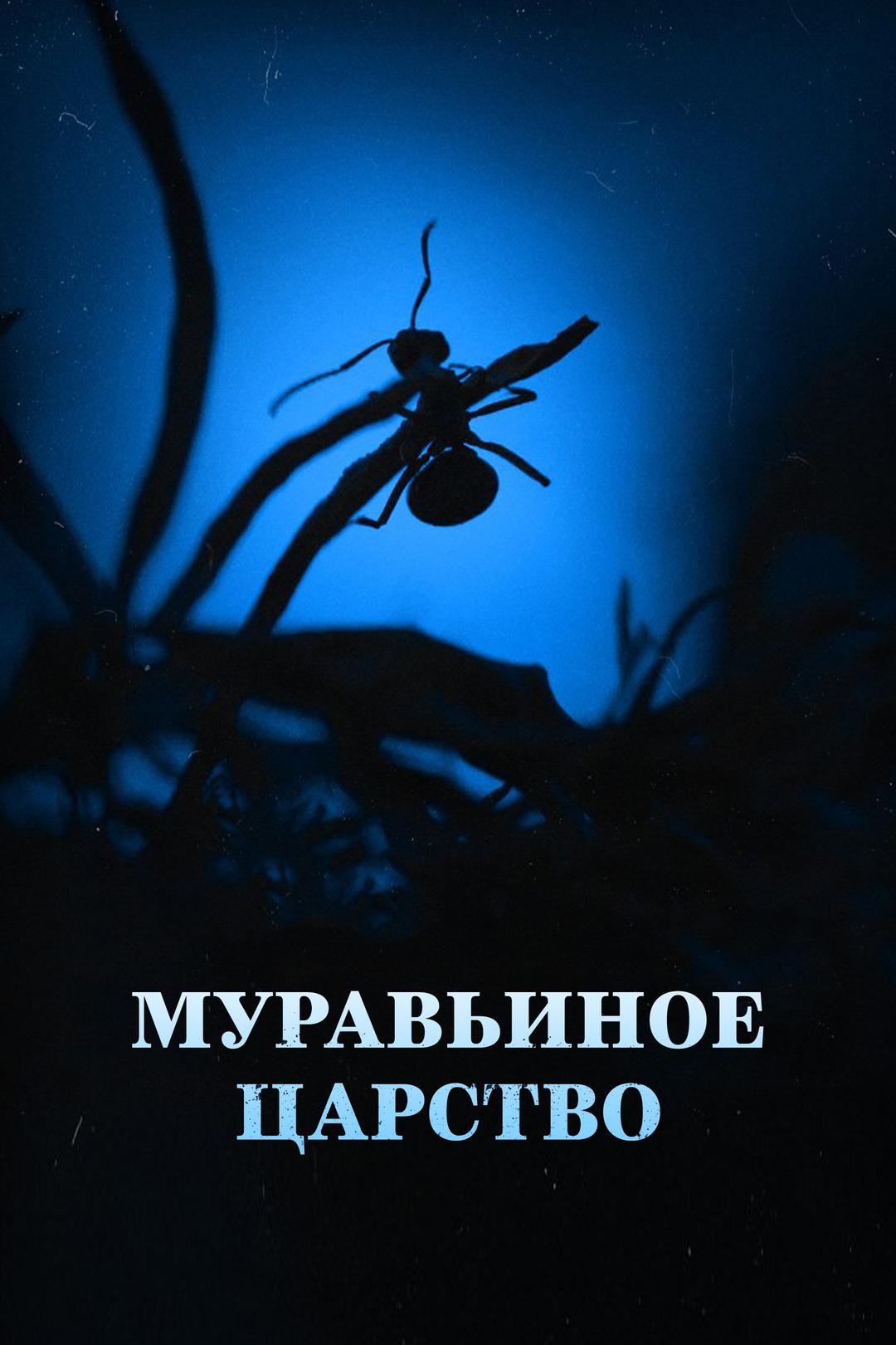 Муравьиное царство