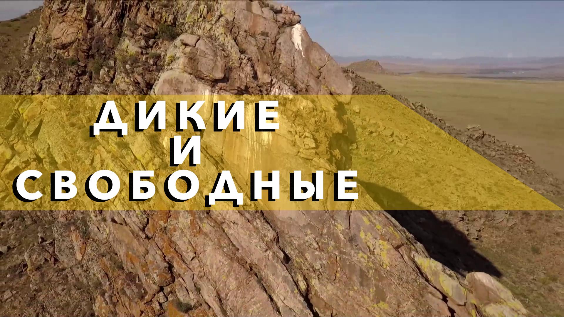 Дикие и свободные