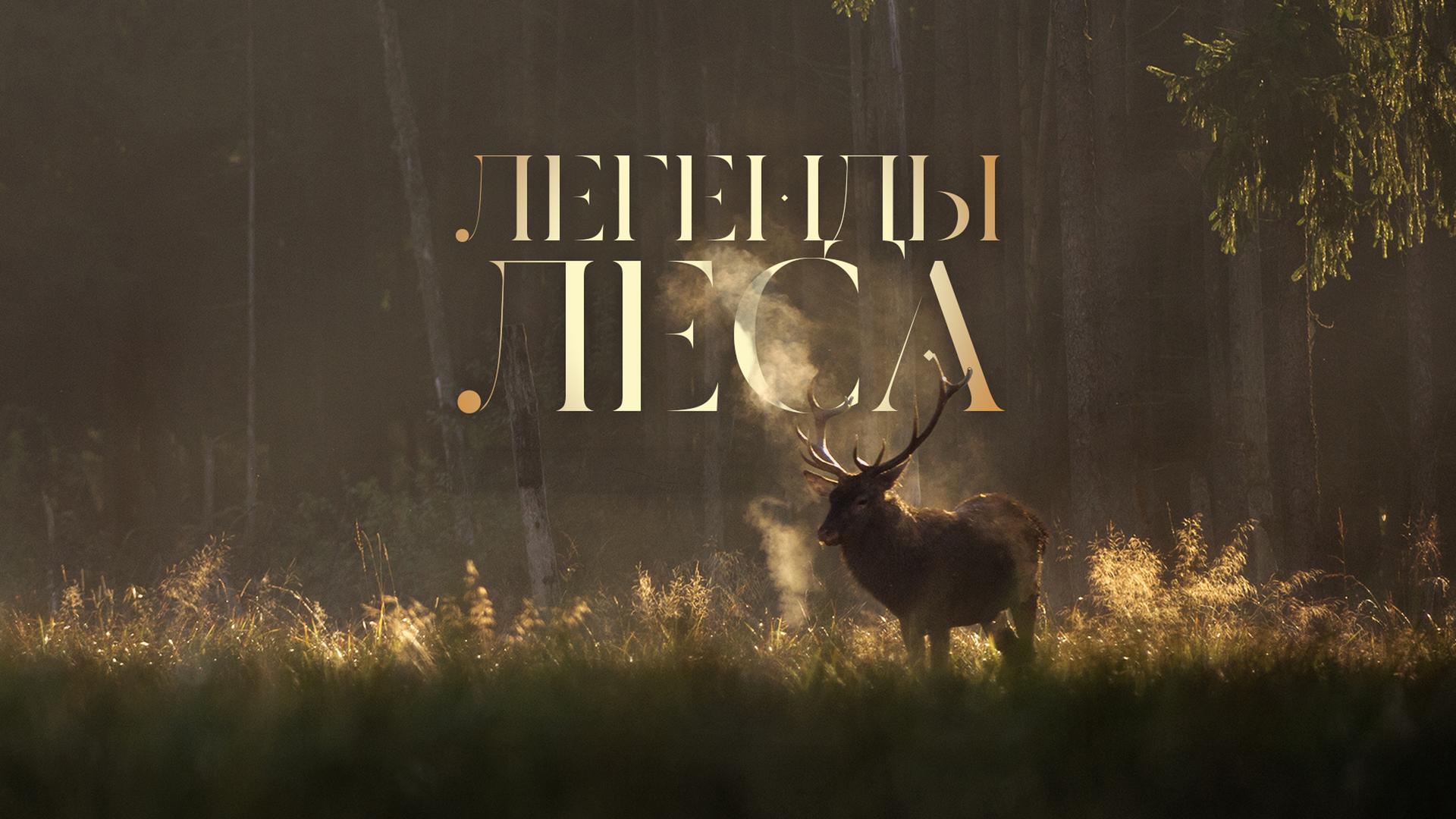 Легенды леса