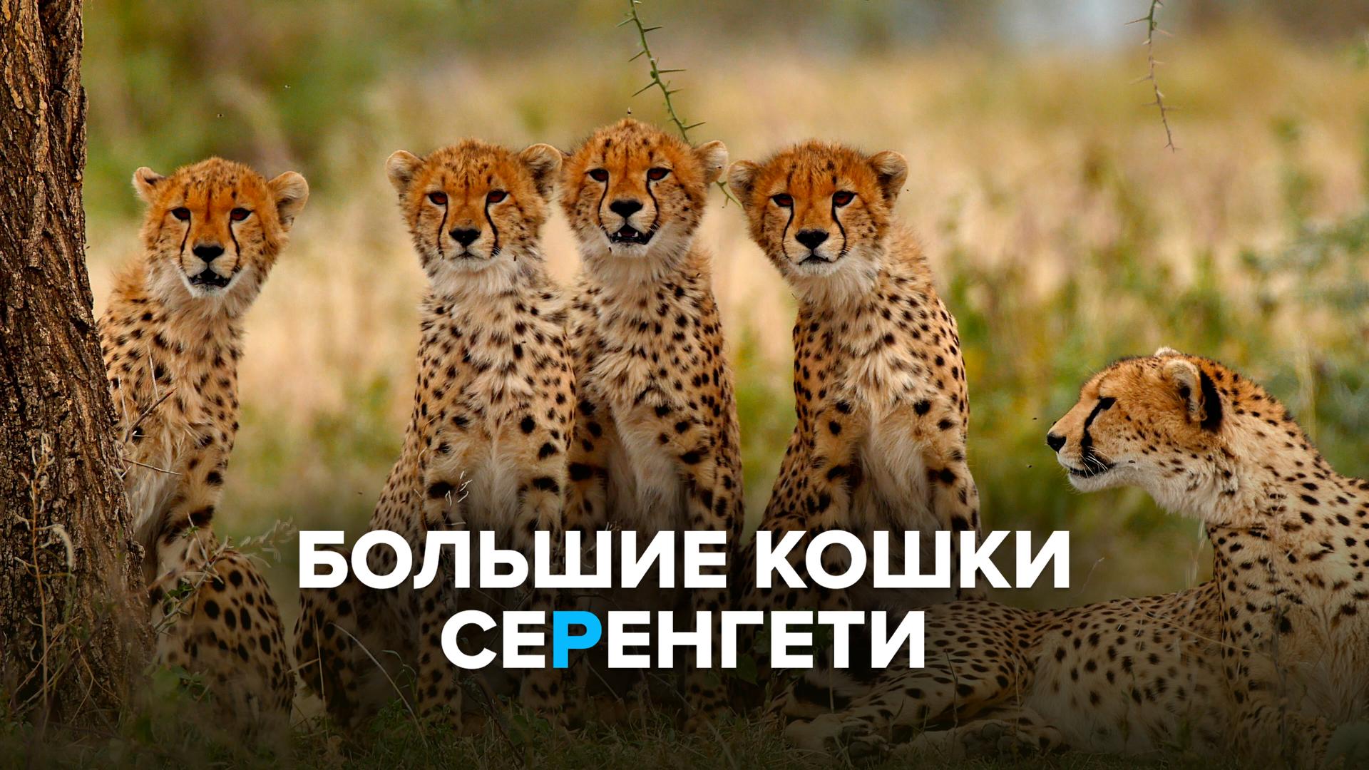 Большие кошки Серенгети