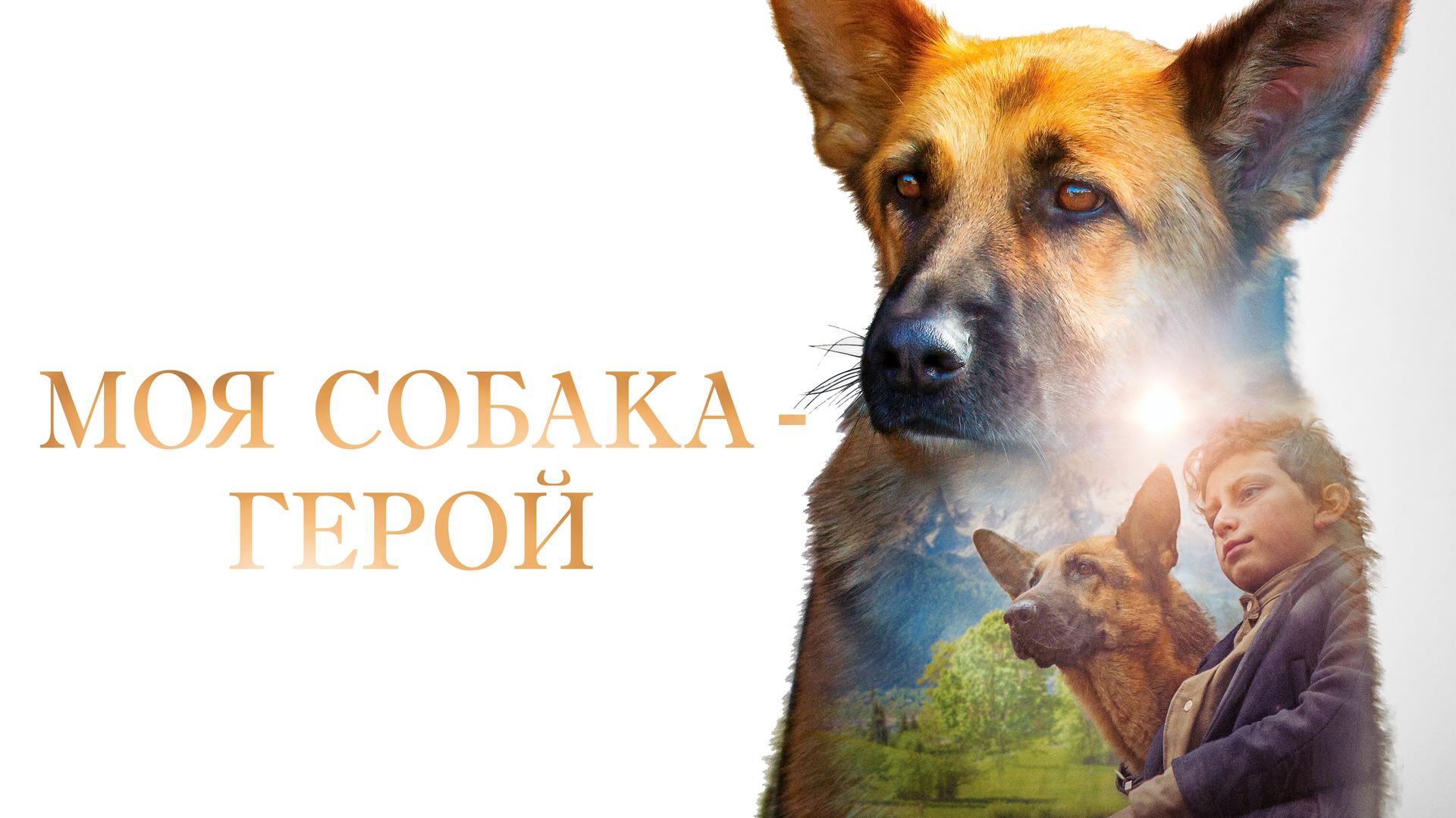 Моя собака — герой