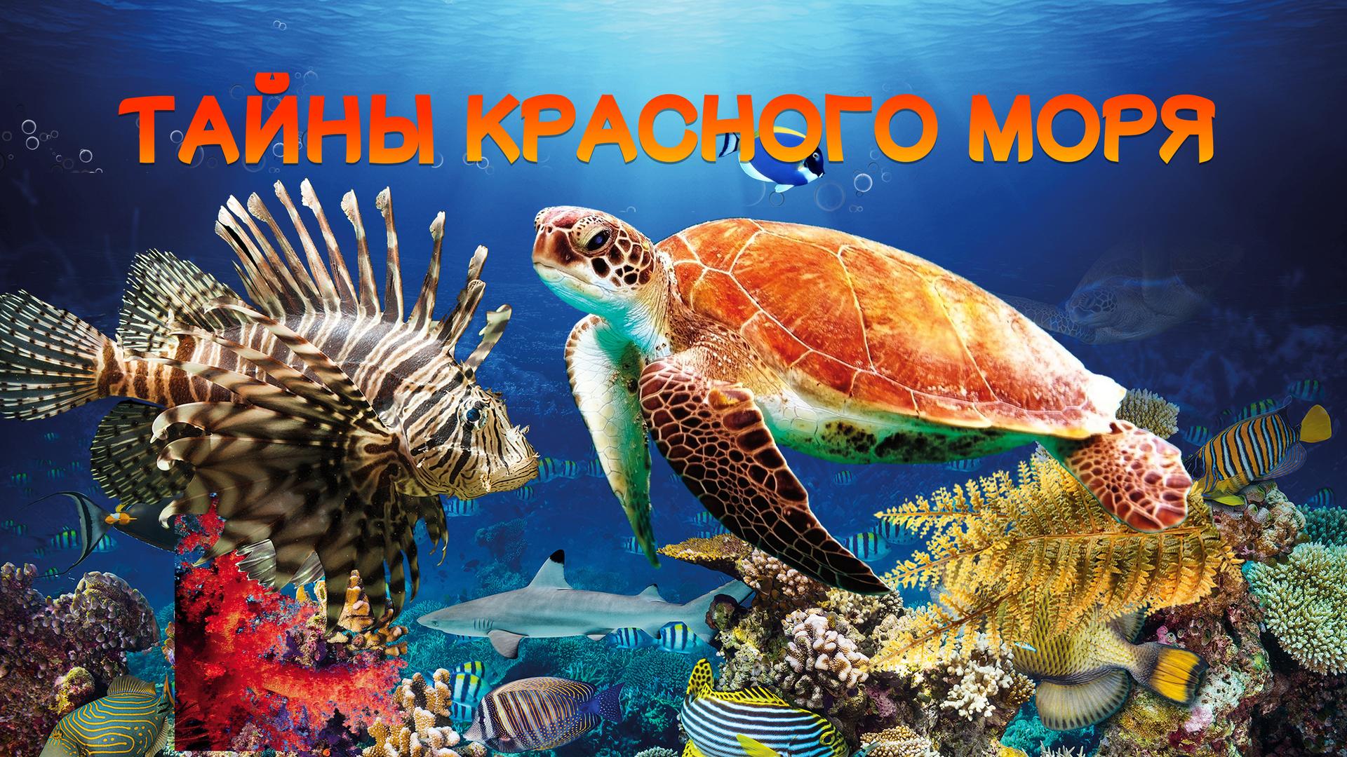 Тайны Красного моря