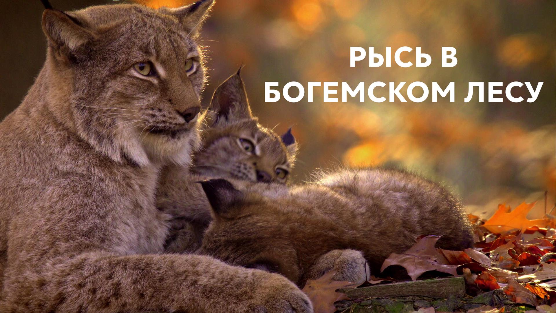 Рысь в Богемском лесу