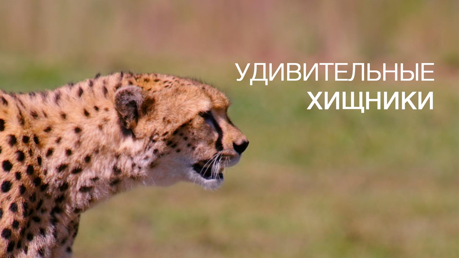 Удивительные хищники