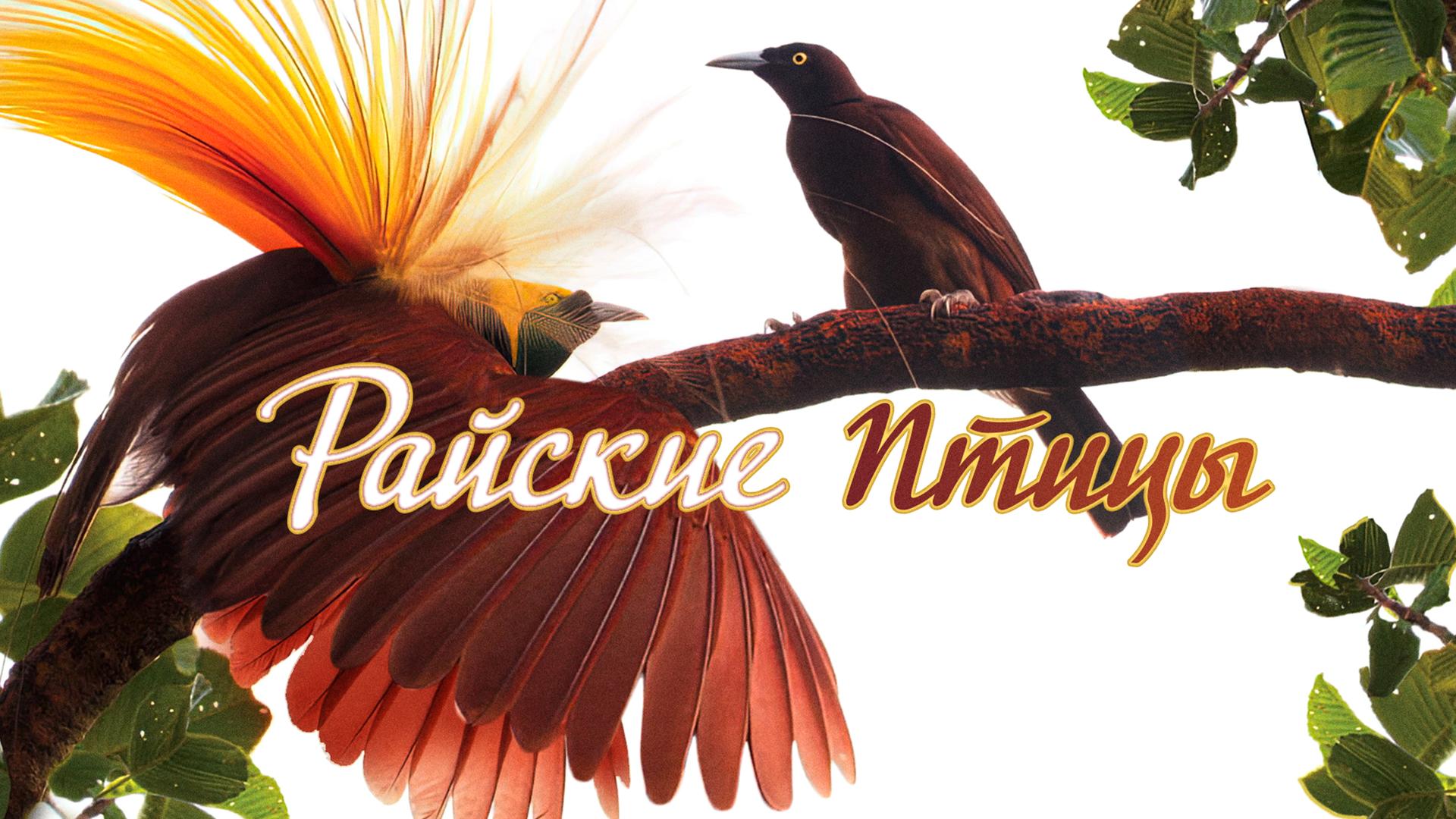 Райские птицы