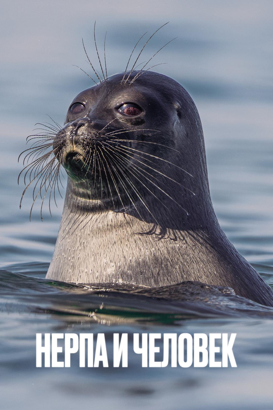 Нерпа и человек