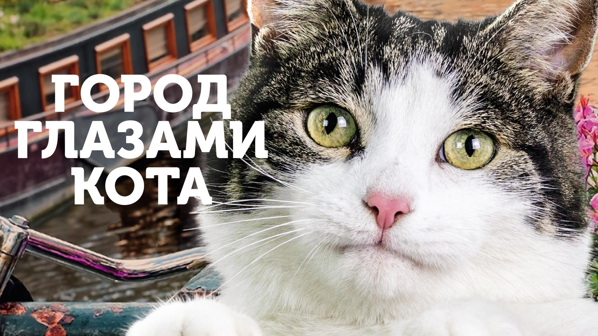 Город глазами кота
