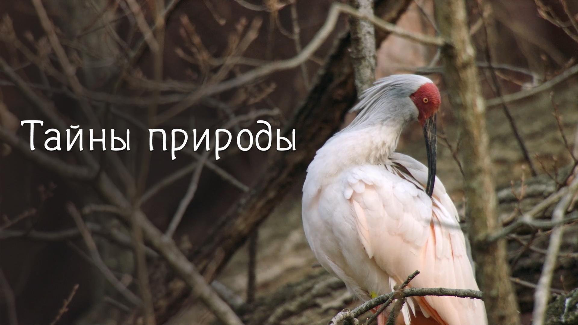 Тайны природы