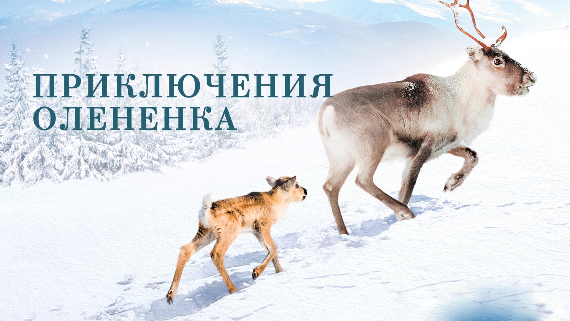 Приключения оленёнка