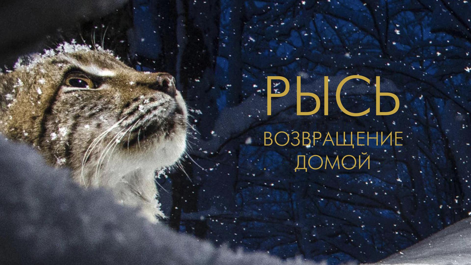 Рысь. Возвращение домой