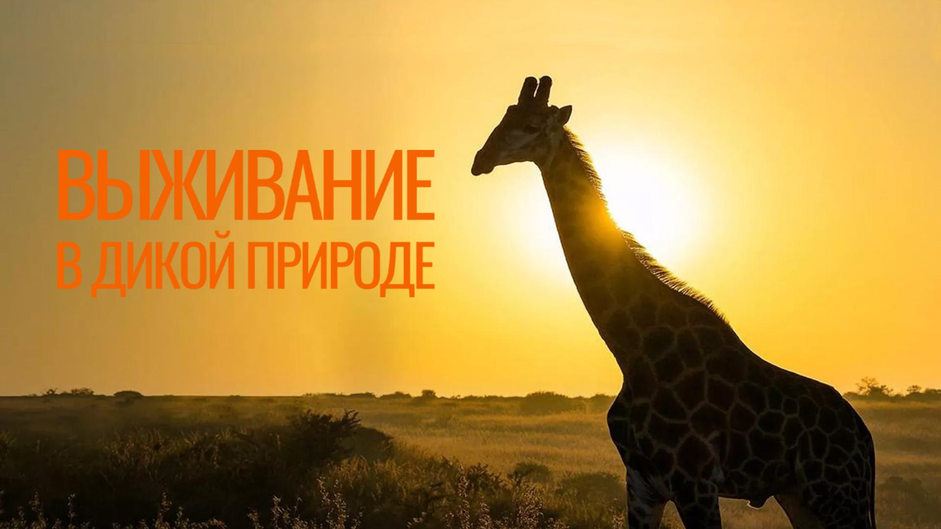 Выживание в дикой природе