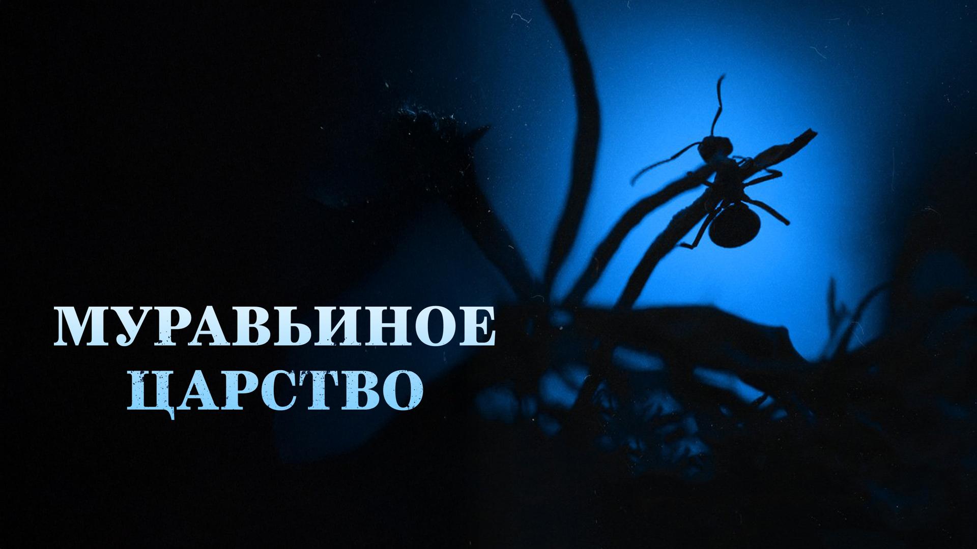 Муравьиное царство