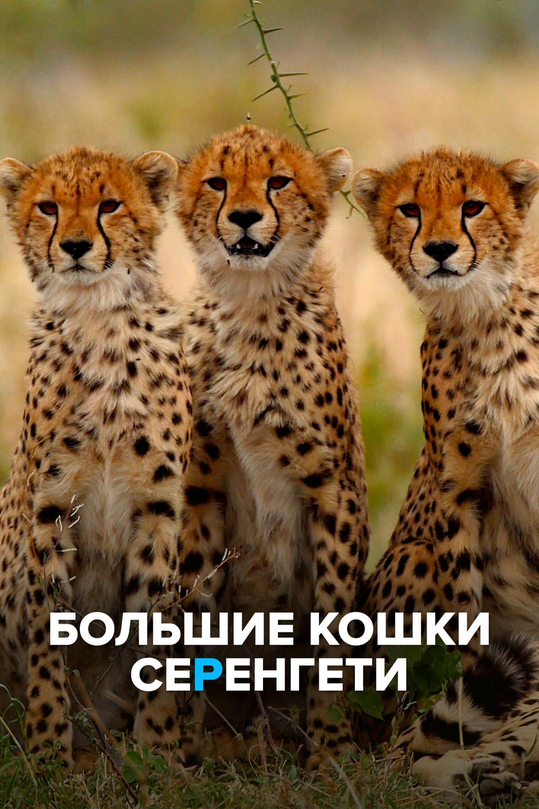 Большие кошки Серенгети