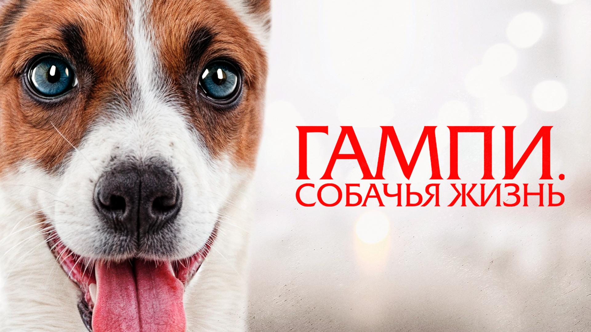 Гампи. Собачья жизнь