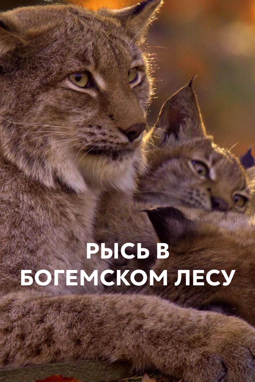 Рысь в Богемском лесу