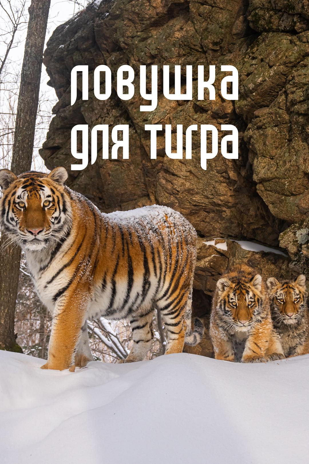 Ловушка для тигра