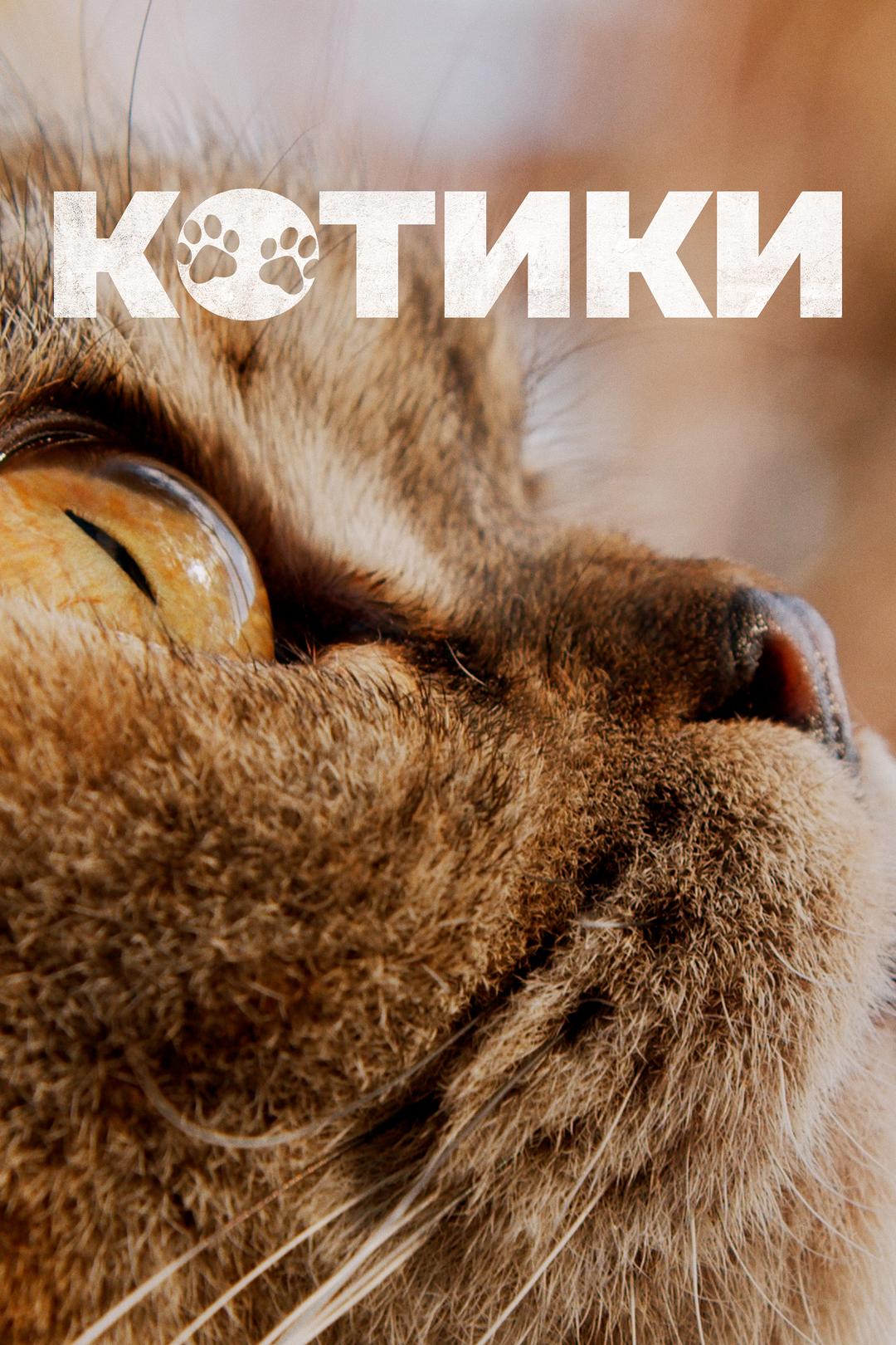 Котики