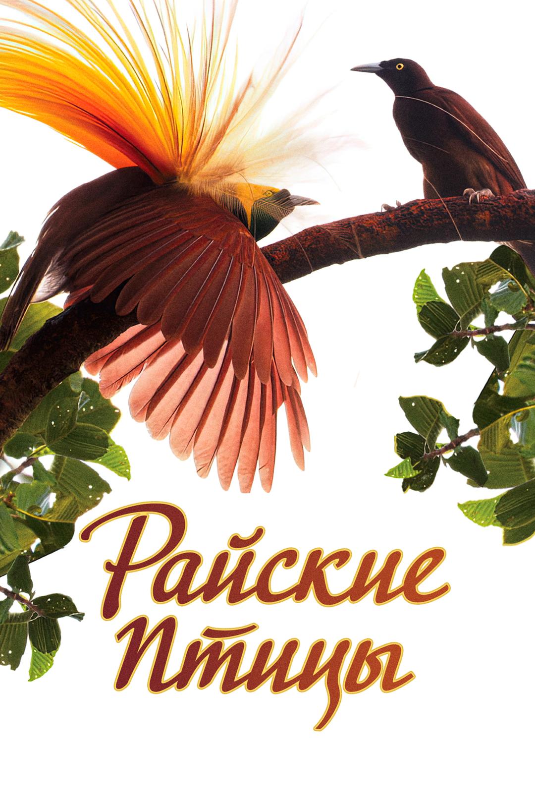 Райские птицы
