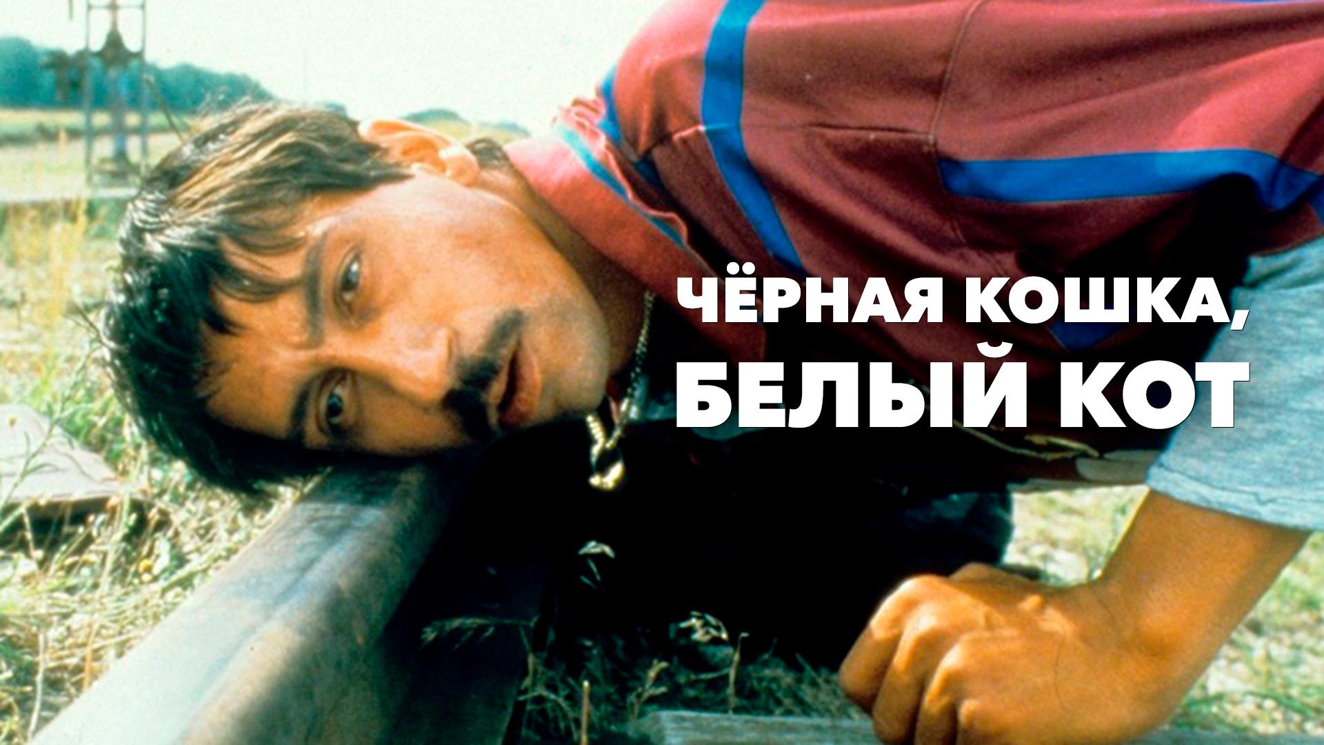 Чёрная кошка, белый кот