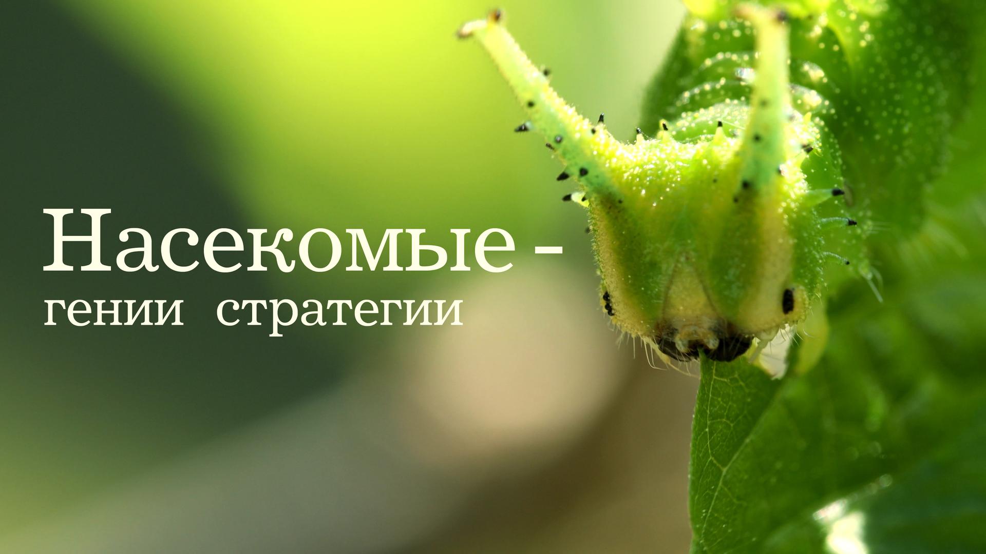 Насекомые — гении стратегии