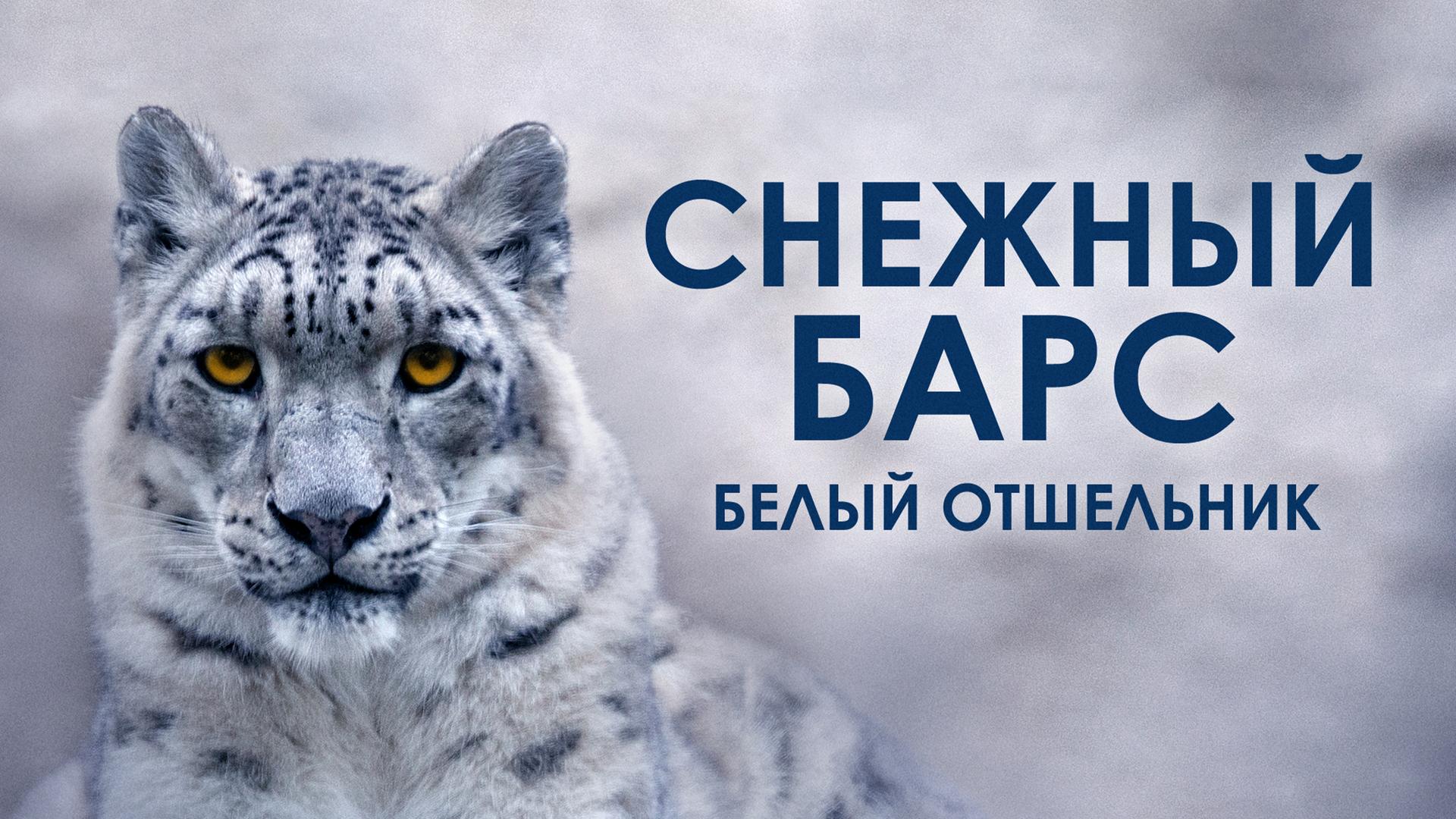 Снежный барс. Белый отшельник