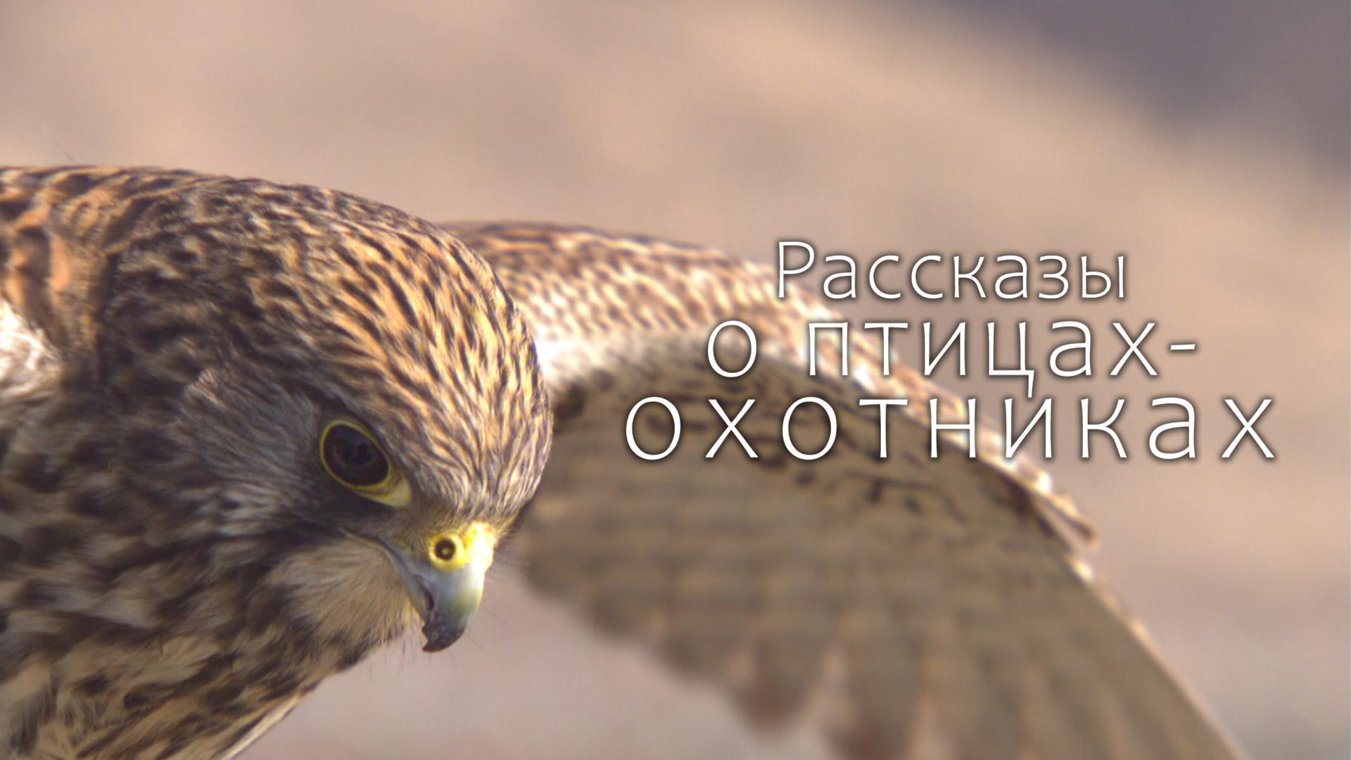 Рассказы о птицах-охотниках