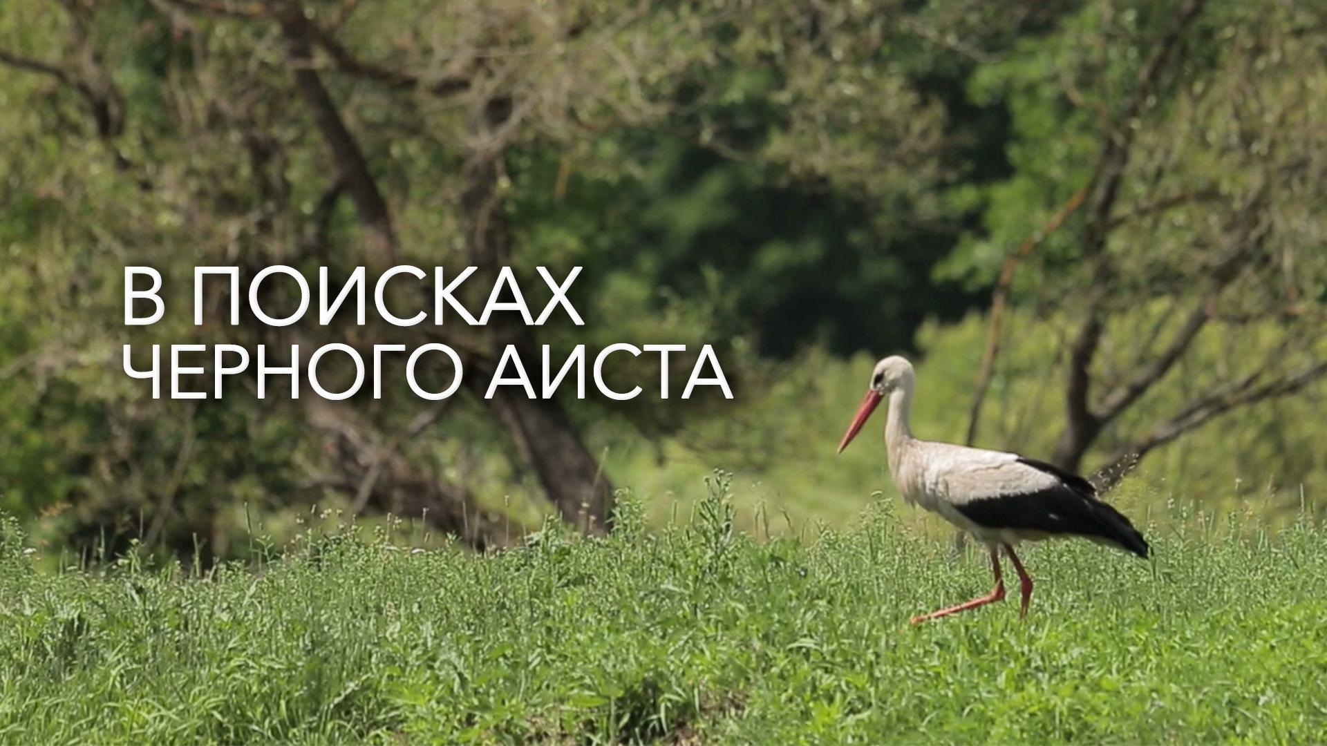 В поисках черного аиста