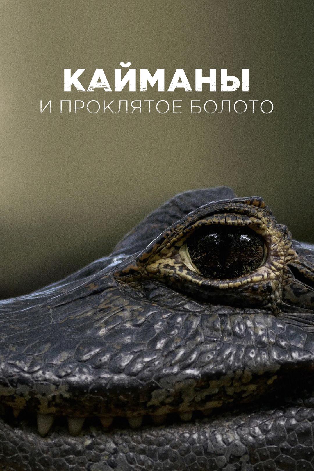 Кайманы и проклятое болото