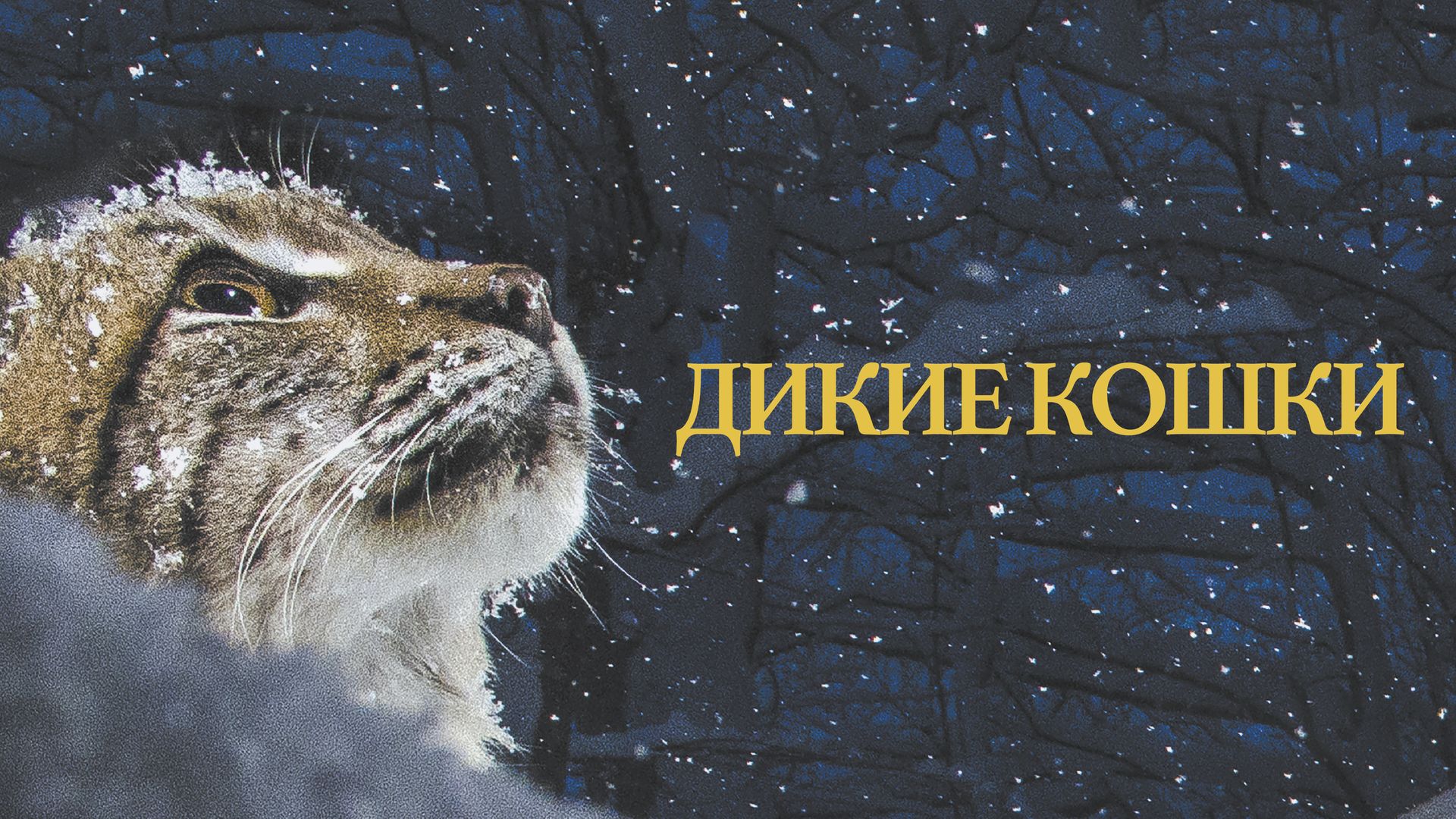 Дикие кошки