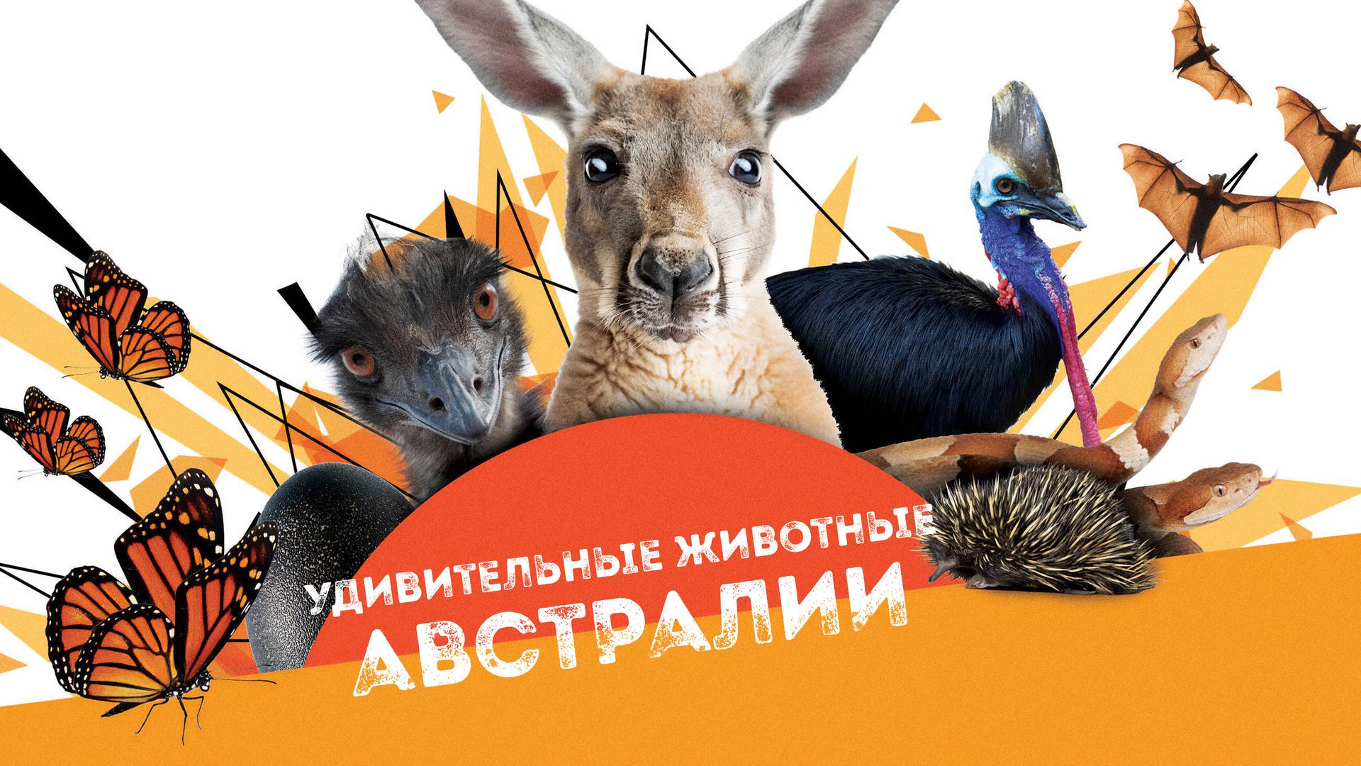 Удивительные животные Австралии