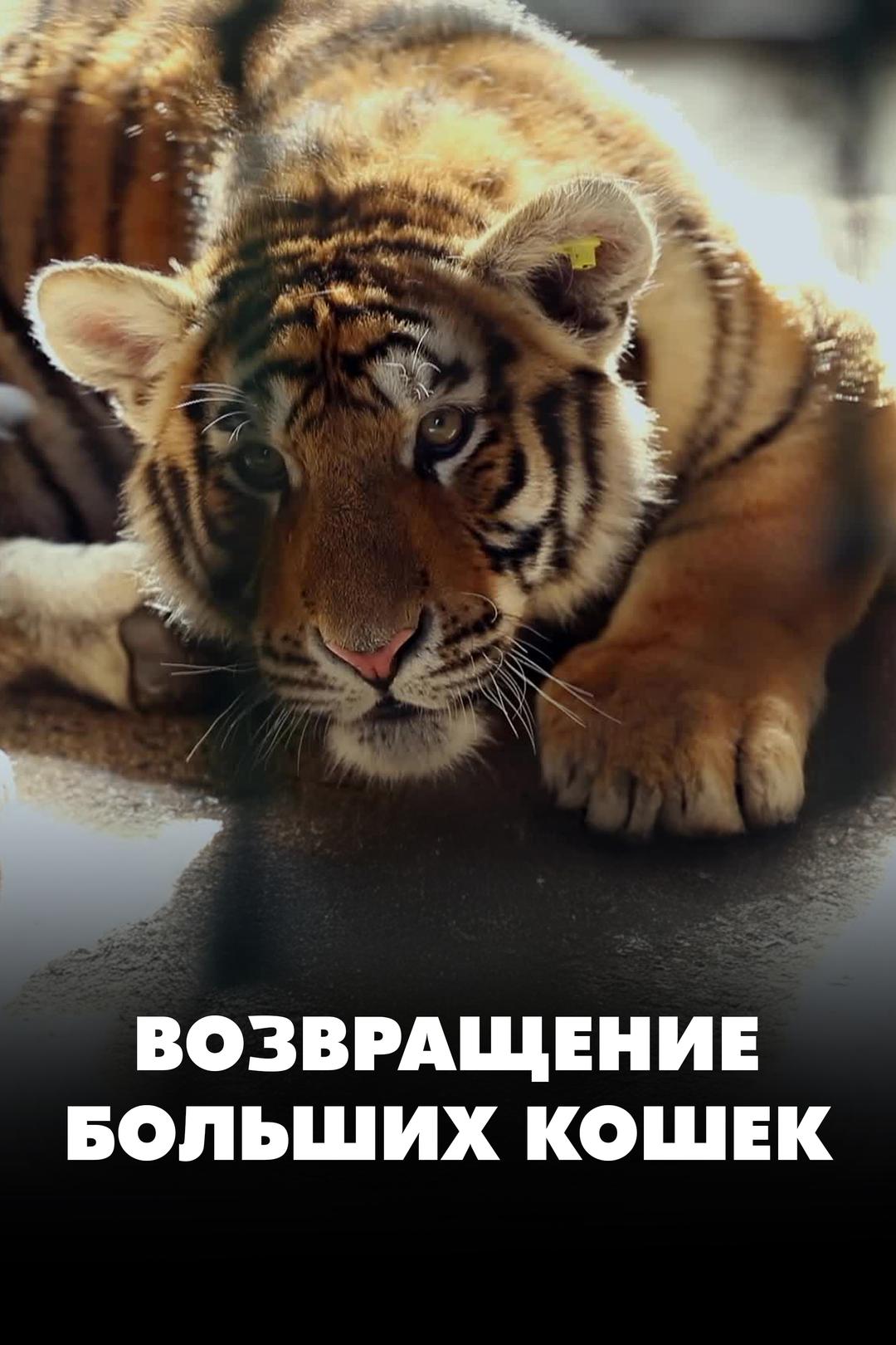 Возвращение больших кошек