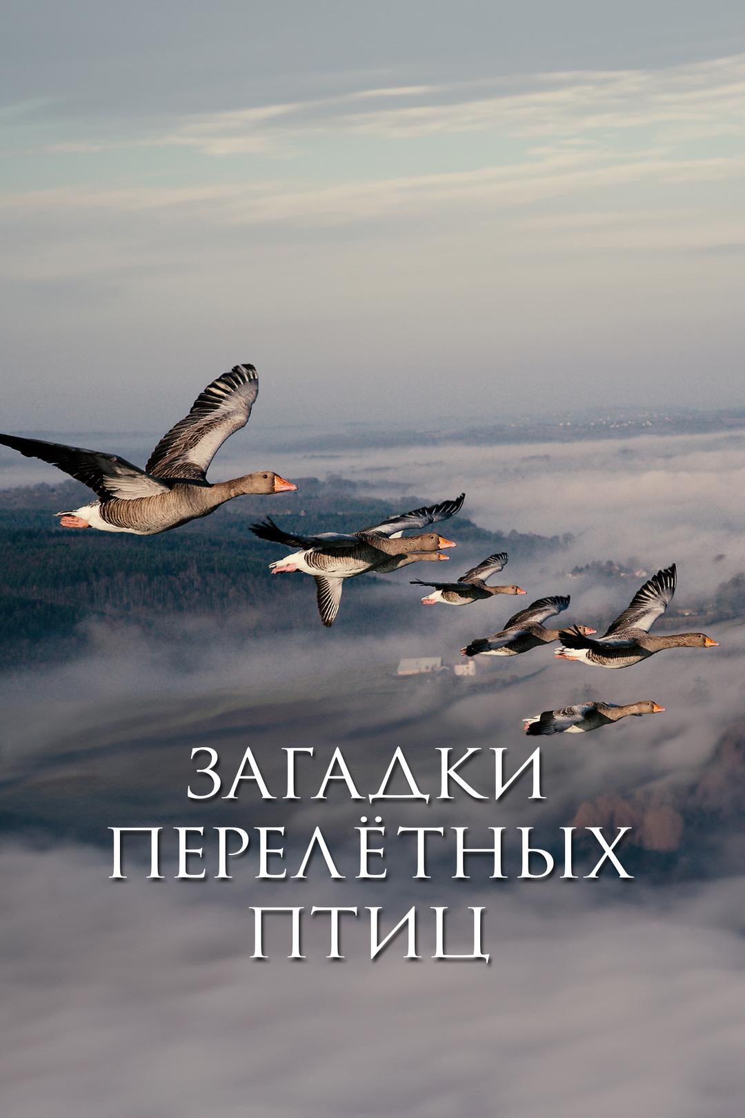 Загадки перелетных птиц