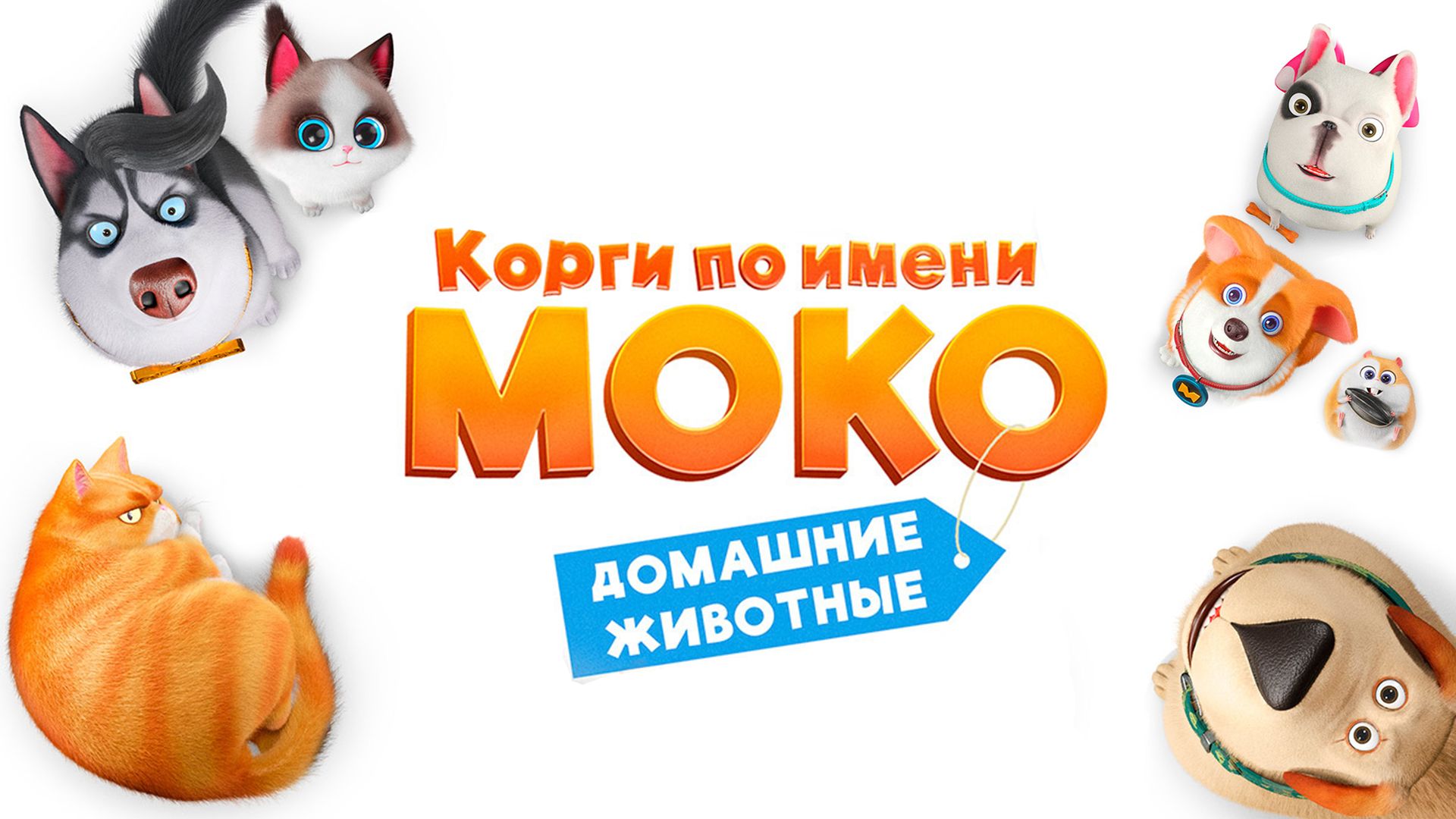 Корги по имени Моко. Домашние животные