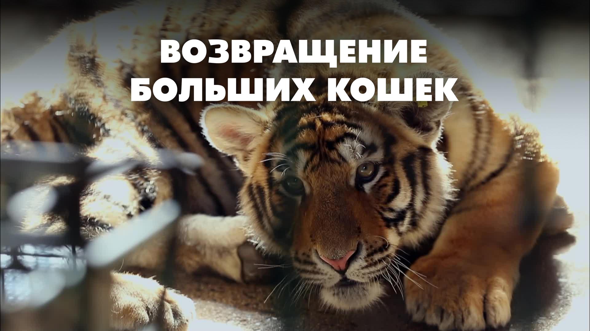Возвращение больших кошек
