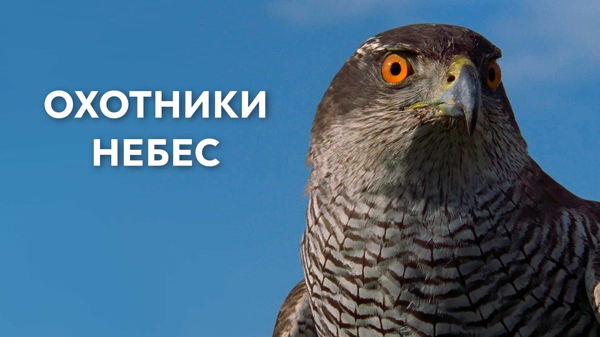 Охотники небес