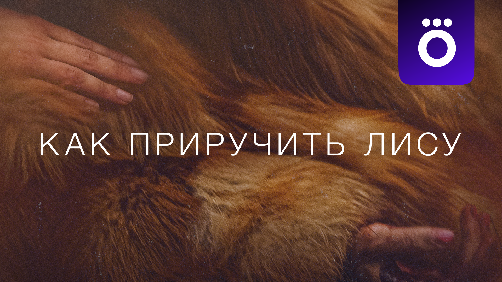 Как приручить лису