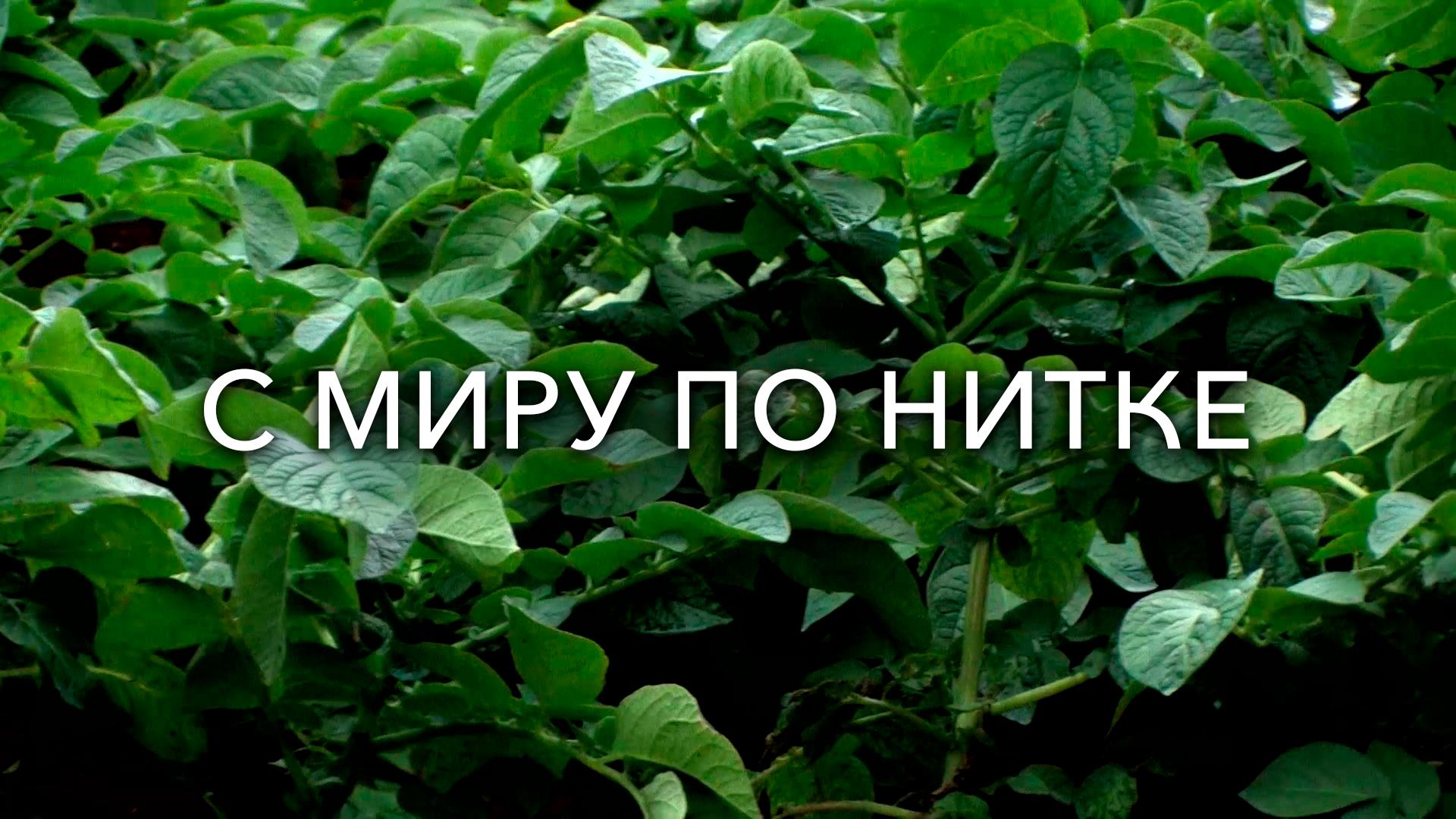 С миру по нитке