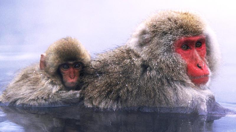 BBC: Королева снежных обезьян