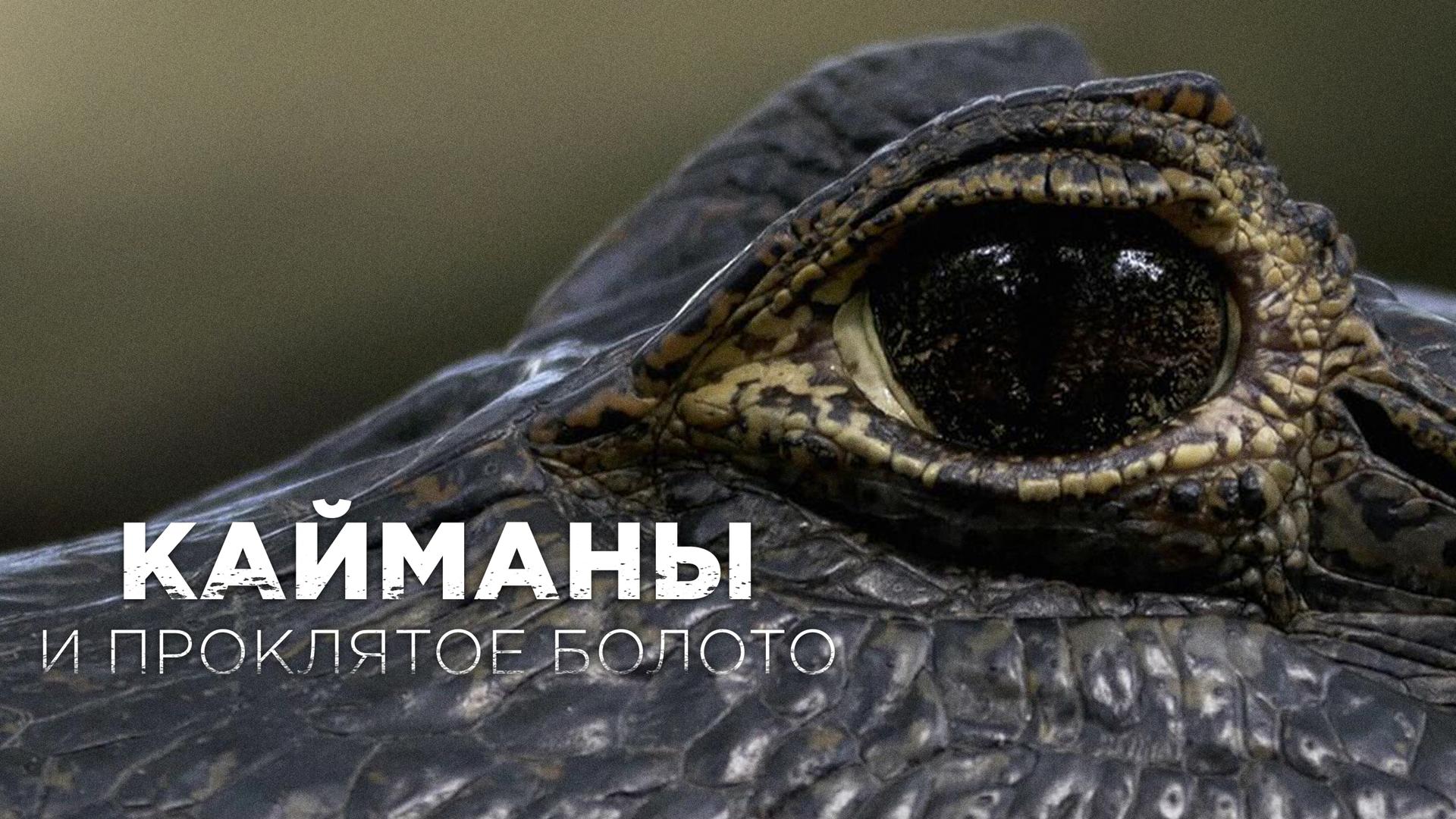 Кайманы и проклятое болото
