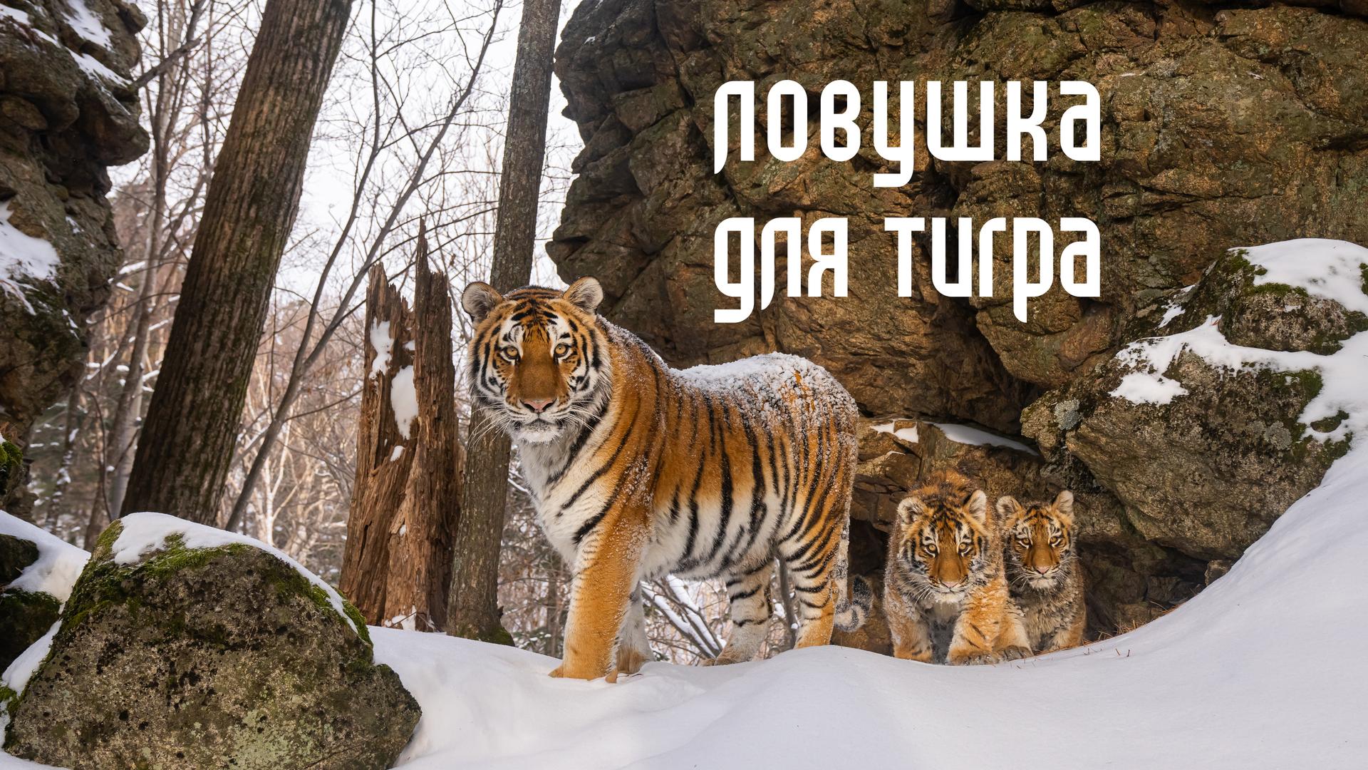 Ловушка для тигра