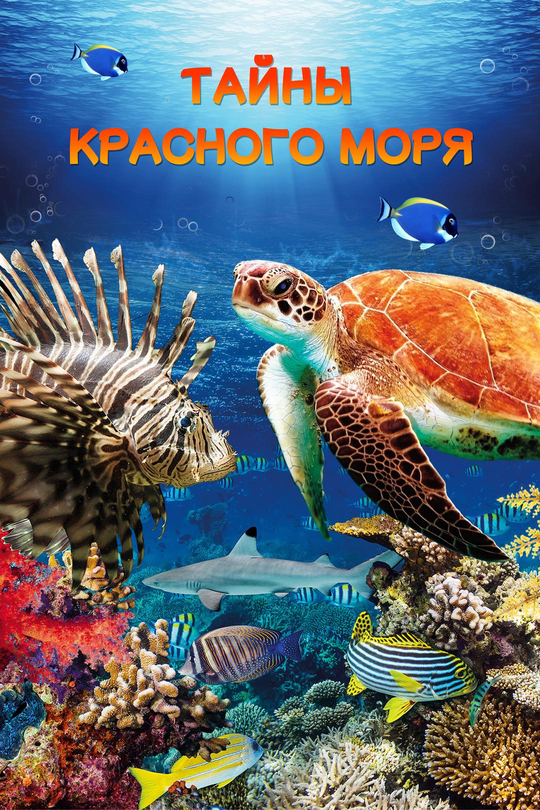 Тайны Красного моря