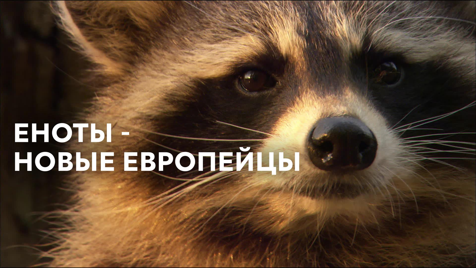 Еноты – новые европейцы