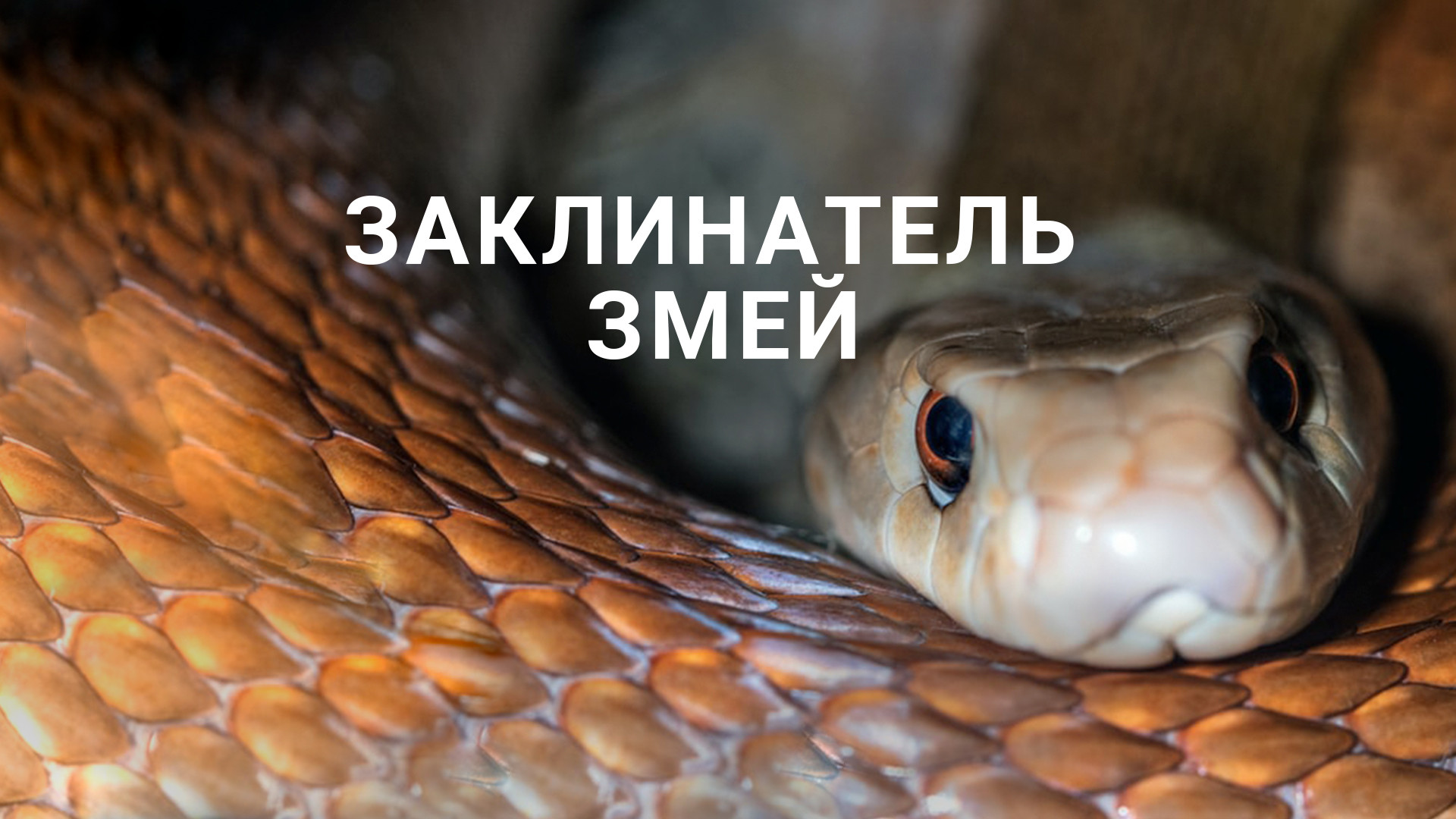 Заклинатель змей (фильм, 2012) - актёры и съёмочная группа