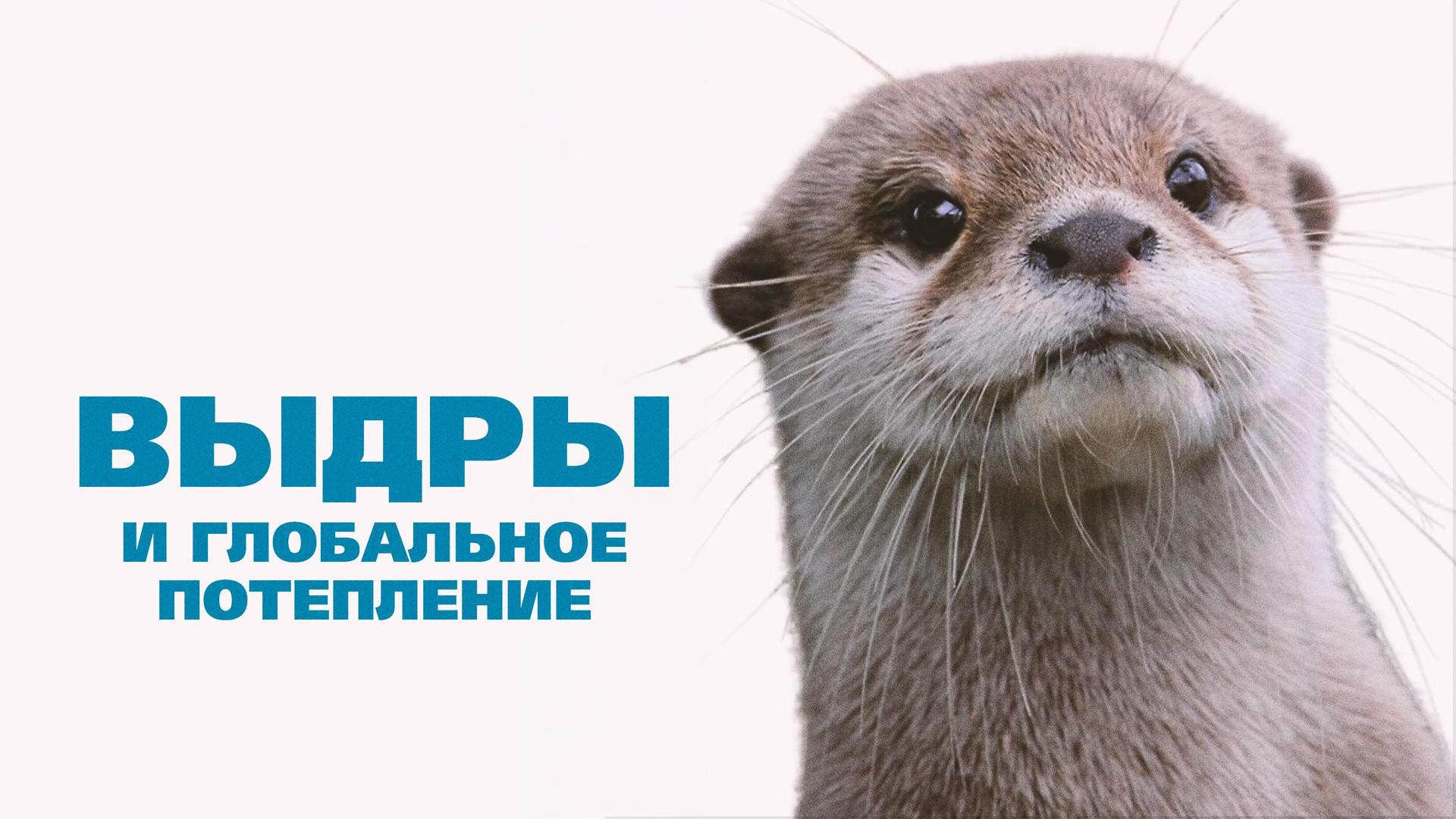 Выдры и глобальное потепление