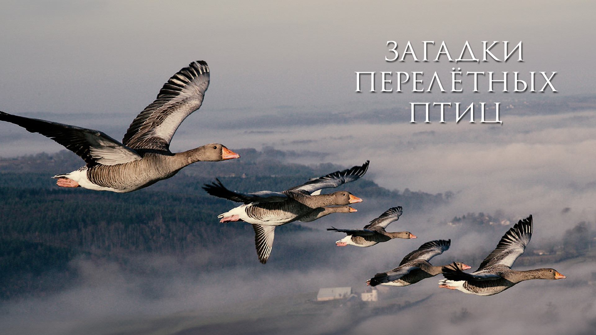 Перепелки на спине гуся